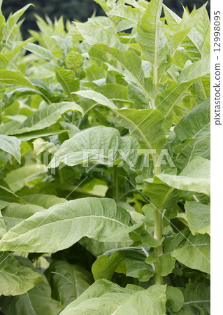 Tobacco leaves 12998095