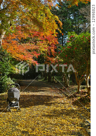 Genji mountain park of autumn leaves 12998823