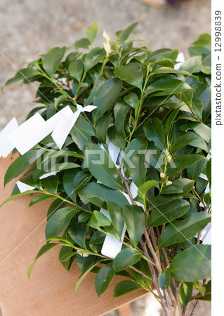 Tamagushi Tamagushi 12998839