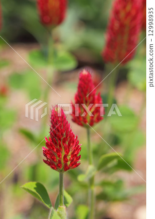 Safflower clawed flowers 12998935