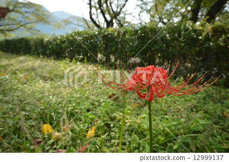 相模原市的大島自然村的9月 12999137