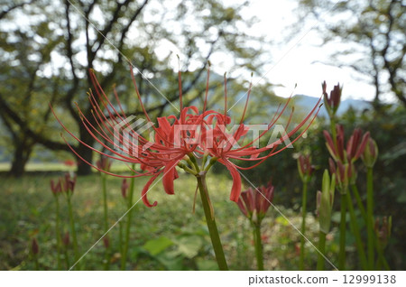 相模原市的大島自然村的9月 相模原市的大島自然村的9月 12999138