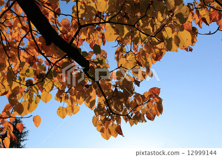 發光在藍天的秋葉 12999144