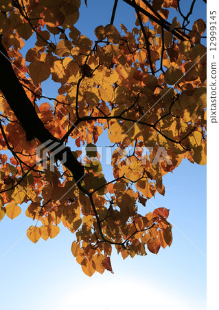Autumn leaves shining in the blue sky 12999145