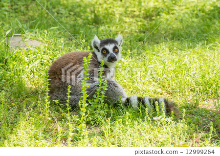Wolverine lemur Wolverine lemur 12999264