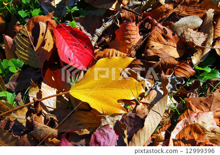Dead leaves 12999396