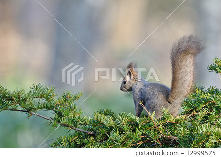 Ezoris從Onco樹的頂部看 12999575