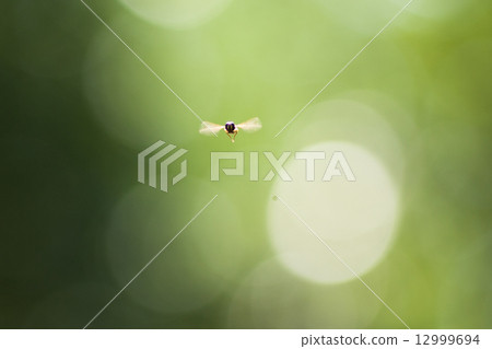 Forest insects 12999694