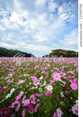 Cosmos field Cosmos field 12999706