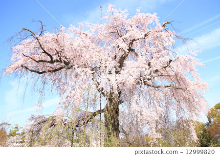 4月京都丸山公園祗園下垂的櫻花 12999820