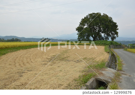 在Nirasaki市Kamiyama鎮的秋天 12999876