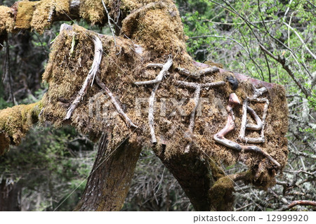 Forest guide board Forest guide board 12999920