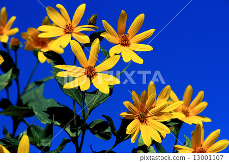 Chrysanthemum   13001107