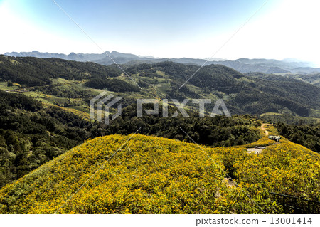 Mexican sunflower field of Thailand Mae Ho Son 13001414