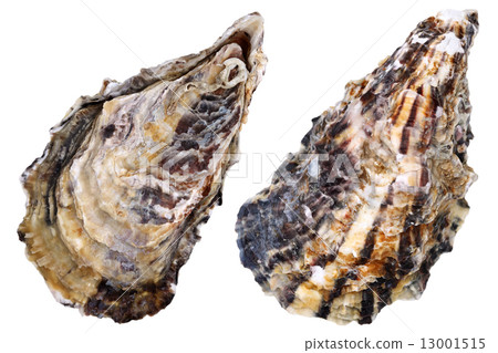 Oyster Oyster 13001515