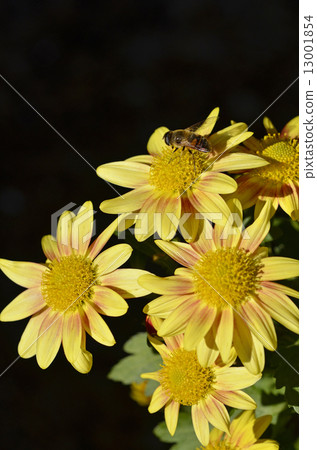 菊花和哈納布 13001854