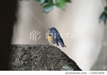 Ruribitaki Ruribitaki 13001909