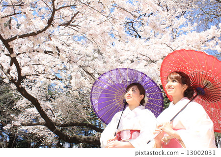 Kimono women enjoying a cherry-blossom viewing 13002031