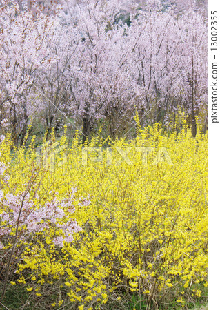 櫻花春天風景 13002355