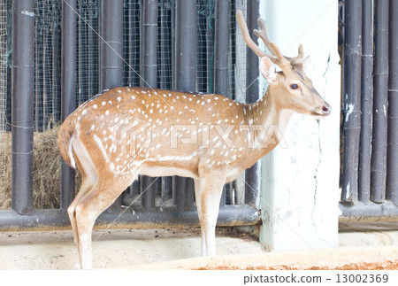 Chital, Cheetal, Spotted deer or Axis deer in the zoo. Chital, Cheetal, Spotted deer or Axis deer in the zoo. 13002369