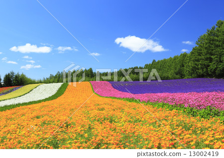Hokkaido Nakafurano Town Farm Tomita Coloring field 13002419