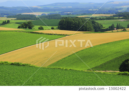 Hill in Patchwork pattern of Biei-cho Hokkaido 13002422