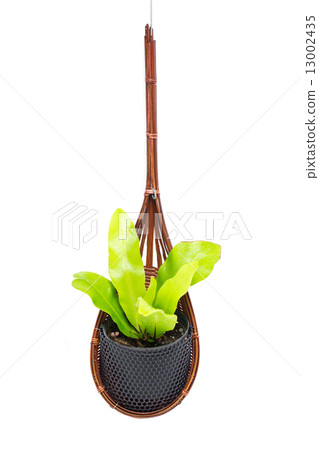 Small pot plant isolated on white. Small pot plant isolated on white. 13002435