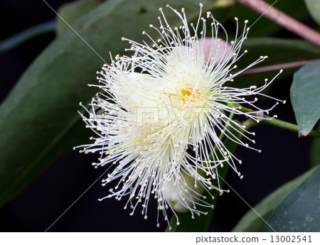 Rose apple flowers.  13002541