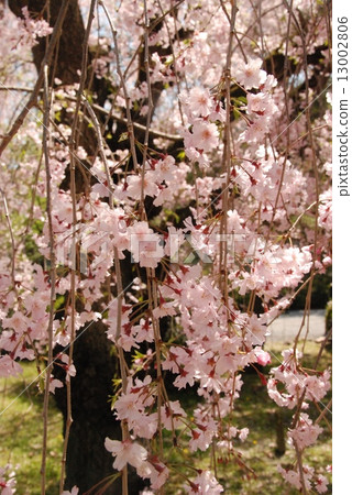 Branded cherry blossoms (Nijo Castle / Sakura no Garden / Kyoto City Nakagyo Ward) 13002806