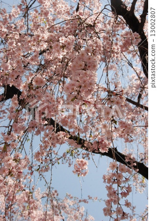 射擊在京都市Nakagyo區的Nijo城堡。 （拍攝日期/ 2012年4月18日） 13002807