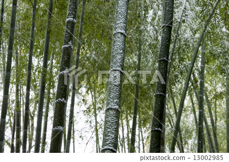 Bamboo groves and snow 13002985
