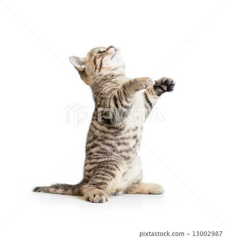 Little striped  kitten looking up 13002987