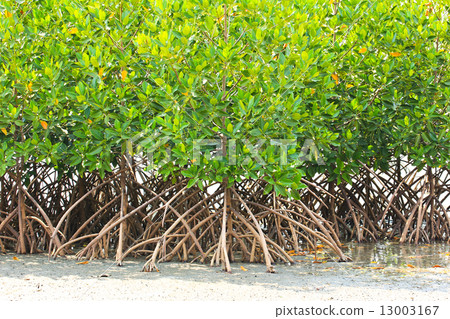 Mangrove plant in sea shore aerial roots 13003167