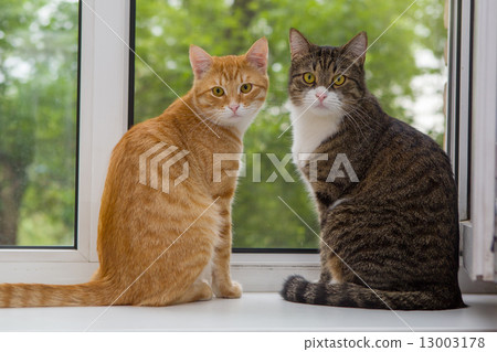 Two cat sitting on the window sill 13003178