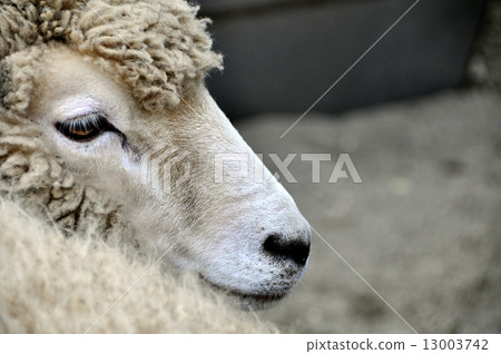sheep sheep 13003742