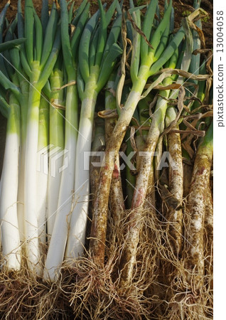 收穫後的蔥 13004058