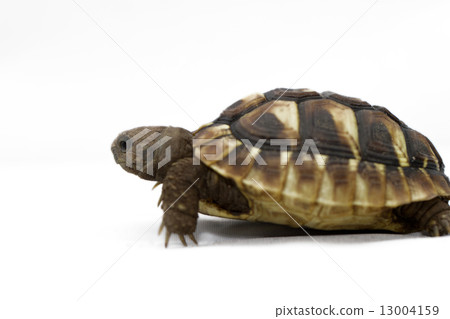 Young turtle on a white background 13004159