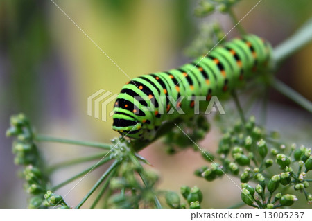 Caterpillar (larva of the yellowhead) 13005237