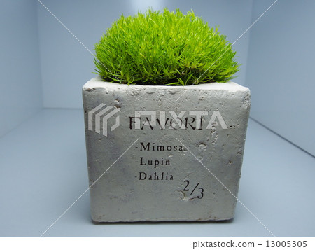 Foliage plant  13005305