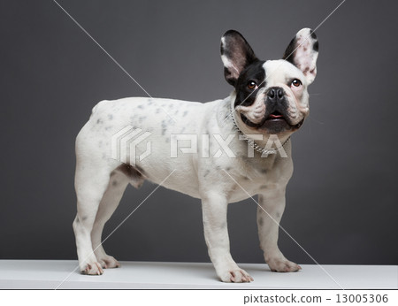 French bulldog 13005306