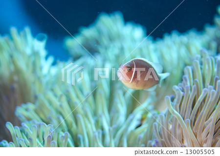 Anemone fish of the Kerama islands 13005505