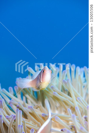 Anemone fish of the Kerama islands Anemone fish of the Kerama islands 13005506