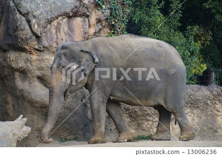 Elephant Elephant 13006236