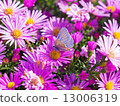 butterfly and flowers 5 13006319