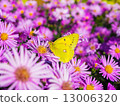 butterfly and flowers 6 13006320