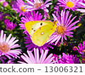 butterfly and flowers 7 13006321