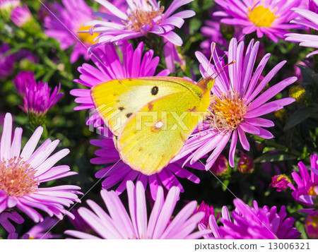 butterfly and flowers 7 13006321