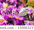 butterfly and flowers 9 13006323