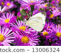 butterfly and flowers 10 13006324