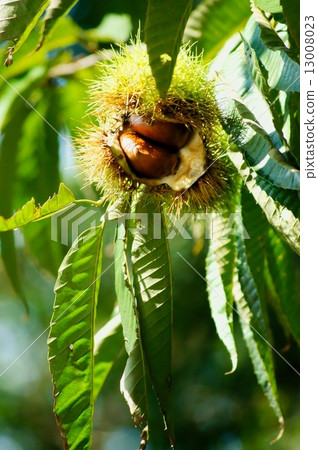 Chestnut A tree of Malon 13008023